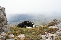 After a long trek up Canisp in May 2007, the clouds cleared briefly for a tantalising view. Lenny wasn't impressed though!